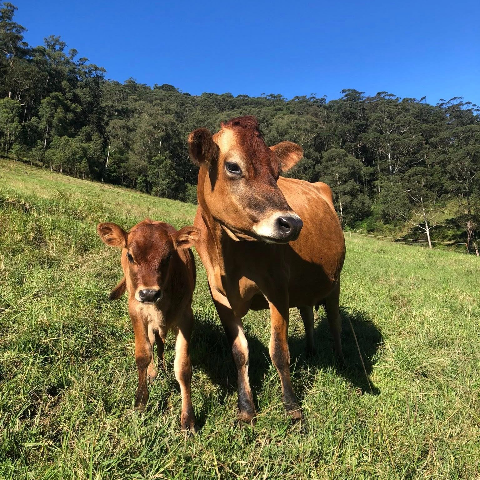 Kangaroo Valley is dairy country, and you can experience it yourself at @winderongfarm with a milking and dairy demonstrationThey will explain their calf-at-foot practices and show you the processes they use to milk their Jersey cows, followed by a demonstration of creating dairy products.After you've satisfied your artisanal curiosity, enjoy a light lunch of food produced both on the farm and locally in Kangaroo Valley.When: Saturday 12th July at 9am
Location: Winderong Farm, Upper Kangaroo River
Cost: $80 adults, $40 children (children must be accompanied by an adult)Tickets are limited. https://events.humanitix.com/winderong-farm-milk-and-dairy-demonstration?fbclid=IwY2xjawLLOs5leHRuA2FlbQIxMABicmlkETFEYnhPMnlUNklZOHhJT2ZMAR5F2i9Xla4JVw6AB7oj8Xx1V9JY9RPdbBUoAl0ZARLPtGcZvGBhBFEb8nQJaw_aem_CdhAy2AxT7g8Ht2nhlD-6g
