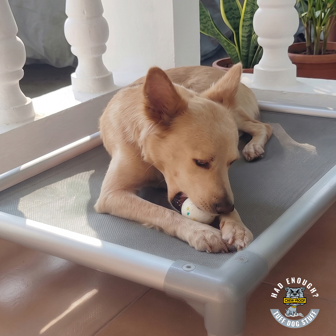 Yuki is 2 years old… and runs on pure chaos.
Zoomies.
Chicken chasing.
Annoying her older sister, Stacey.
And destroying *everything* in sight — toys, slippers, even plants.
Then one day, a box arrived.
Inside? A ChewProof bed and a stack of Chew Crew toys.
Her pick? The small Chew Crew Ball.
Fast forward one week…
Still. Not. Destroyed.
For Yuki, that’s basically a miracle.
—
Got a high-energy destroyer at home?
The Chew Crew Ball is built to last.