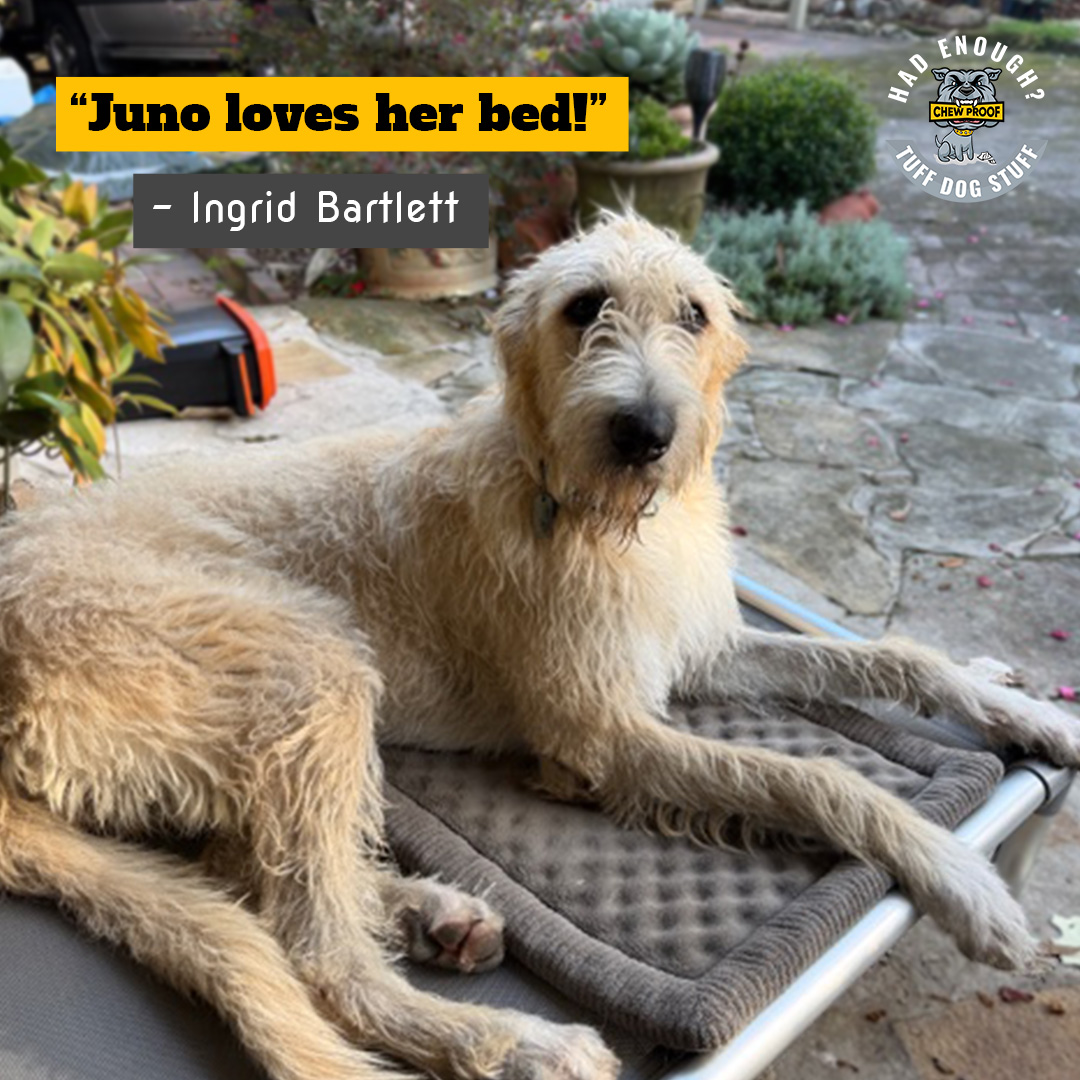 “Juno loves her bed.” — Ingrid Bartlett
Sounds simple… but most dog beds don’t get that reaction.
They get ignored.
Or dragged around.
Or destroyed within a week.
Especially with big dogs like Juno.
Because most beds:
❌ Trap heat
❌ Go flat fast
❌ Can’t handle the weight (or the zoomies)
So your dog chooses the tiles… the couch… literally anything else.
That’s the real problem.
When a dog actually loves their bed, they choose it. They settle. They stay.
That’s where ChewProof comes in.
✔️ Elevated airflow (no more hot, stuffy beds)
✔️ Proper support that doesn’t collapse
✔️ Built for dogs who are rough, heavy, or just plain chaotic
Juno didn’t need convincing.
She just got on… and stayed there.
That’s the difference.