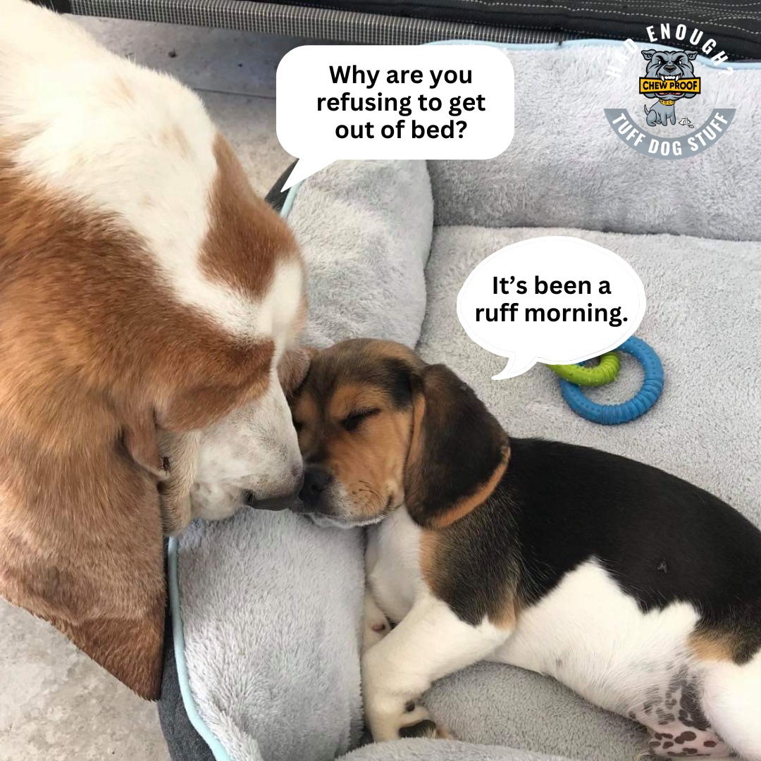 Here's a #throwback photo of baby Jasper and Angus!