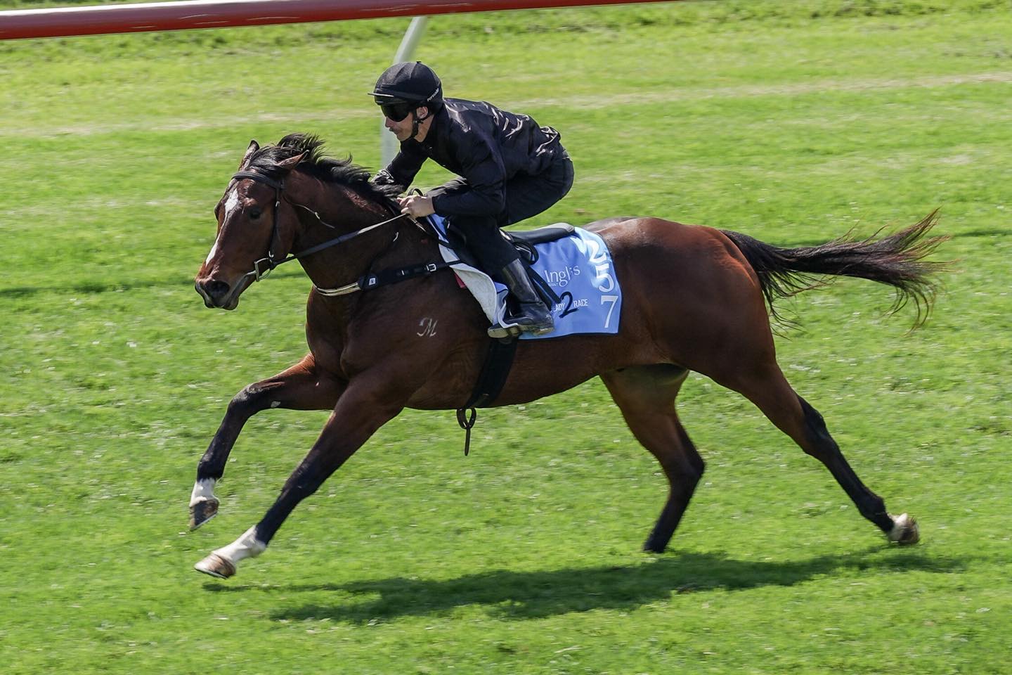 🟦◻️Toronado colt secured◻️🟦
We are very happy to have secured this cracking Toronado colt from Hunters Lodge, trained by M.J. Dale Racing this colt will have every opportunity.
For more information please email: office@kbloodstock.com.au
