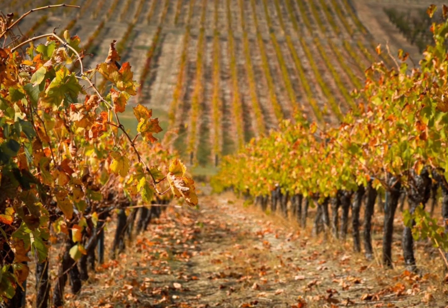 There is never a bad time to visit @perthhillswineregion, however, soon, the hills will be painted in autumn colours, making for a stunning backdrop.🍁Experience autumn in the Perth Hills and enjoy the delicious taste of award winning wine, cider, and gin, paired with friendly hospitality and stunning views.Check out the link in our bio for information on the @perthhillswineregion and head to the venue's individual socials for upcoming events.*bookings recommended for restaurant diningAshley Estate
@brooksidevineyard
Bungarra Wines
@romanroadwa
@carmeldistillery
@coreciderhouse
@fairbrossen
@hainaultwinery
@kenbrookshiraz
@lionmillvineyardwa
@lafattoriaperthhills
@millbrook.winery
@myattsfield_vineyards
@packingshed_lawnbrook
@plumeestate
@roleystonebrewingco
@stringybarkwinery_restaurant
@tononvineyardwinery