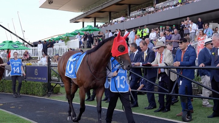 The next chapter begins for Private Harry @yulonginvest it was great seeing him at the 2026 stallion parade @doyleracing #reel #reels #stallion #stallions #racehorse
